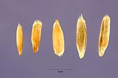 Secale cereale - cereal rye - Steve Hurst USDA-NRCS PLANTS Database.jpg